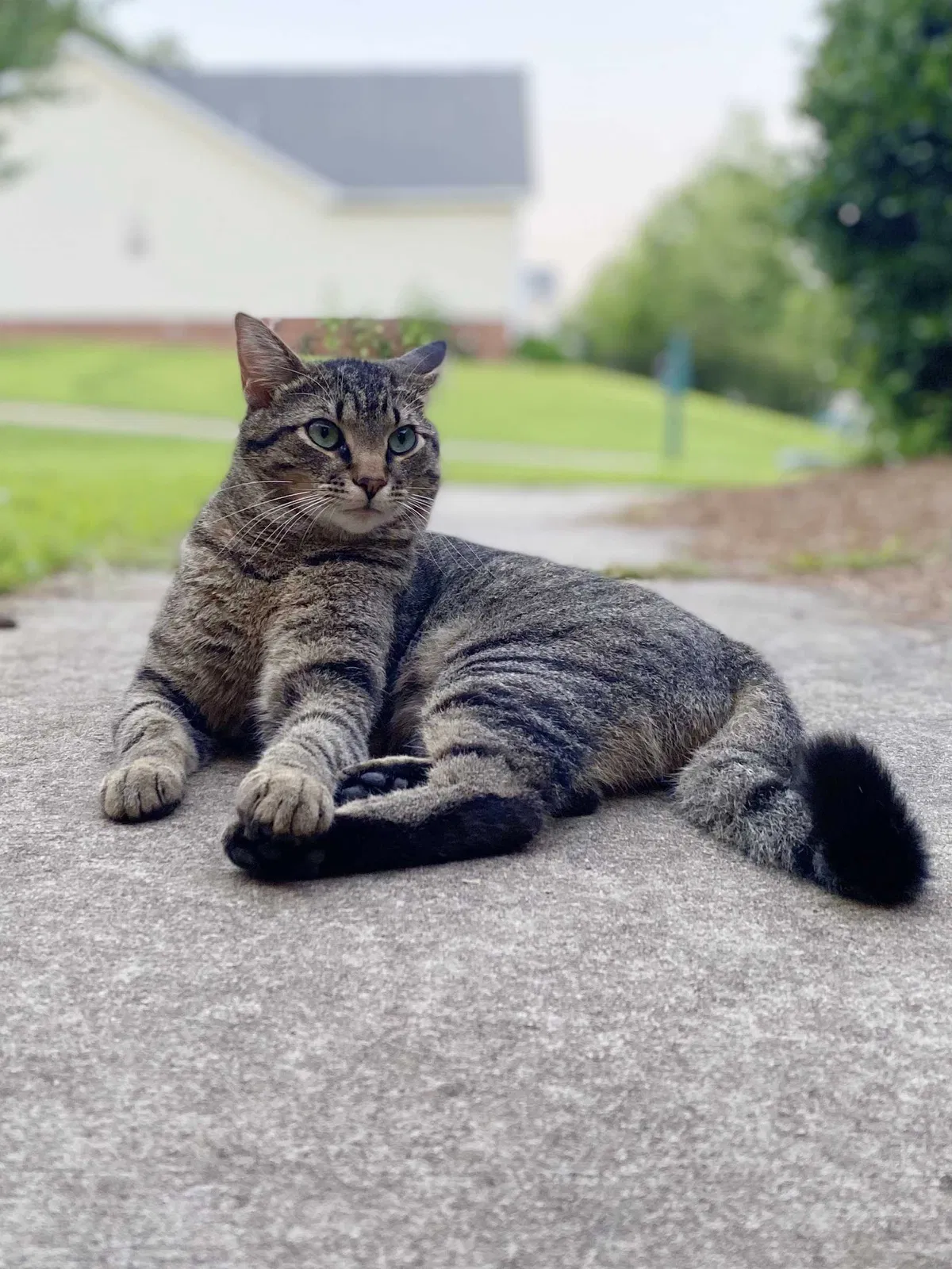 Lost cat in Irmo, SC, 29063