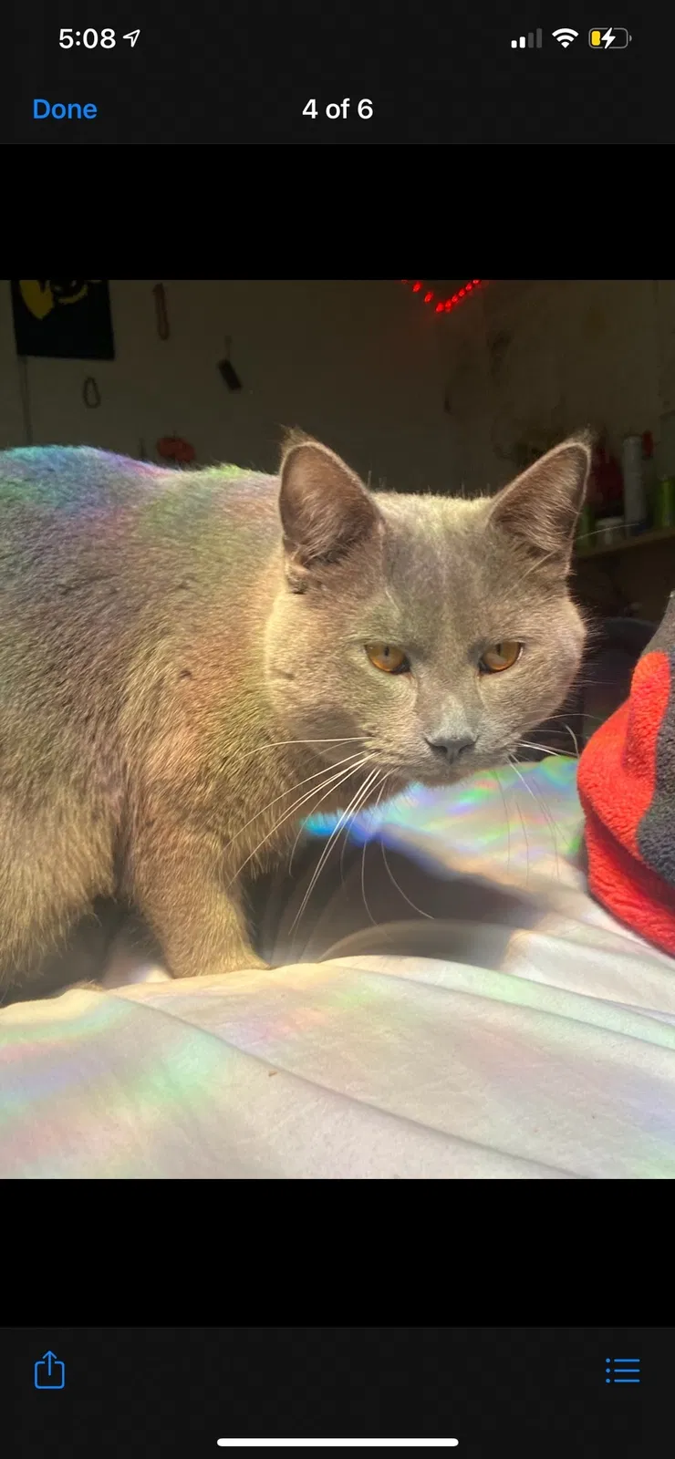 Lost cat in Swartz Creek, MI, 48473