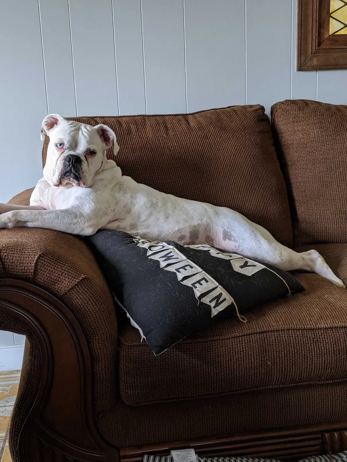 Lost dog in Mineral, VA, 23117
