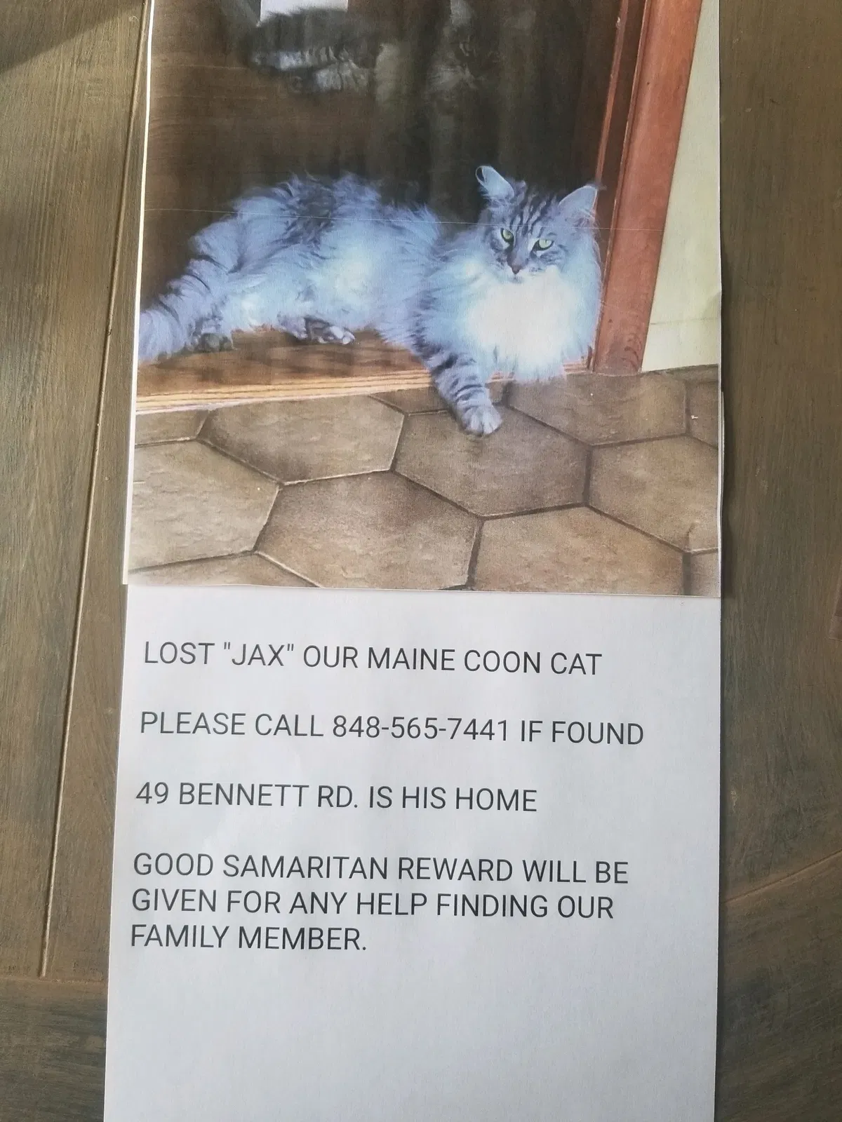 Lost cat in Matawan, NJ, 7747