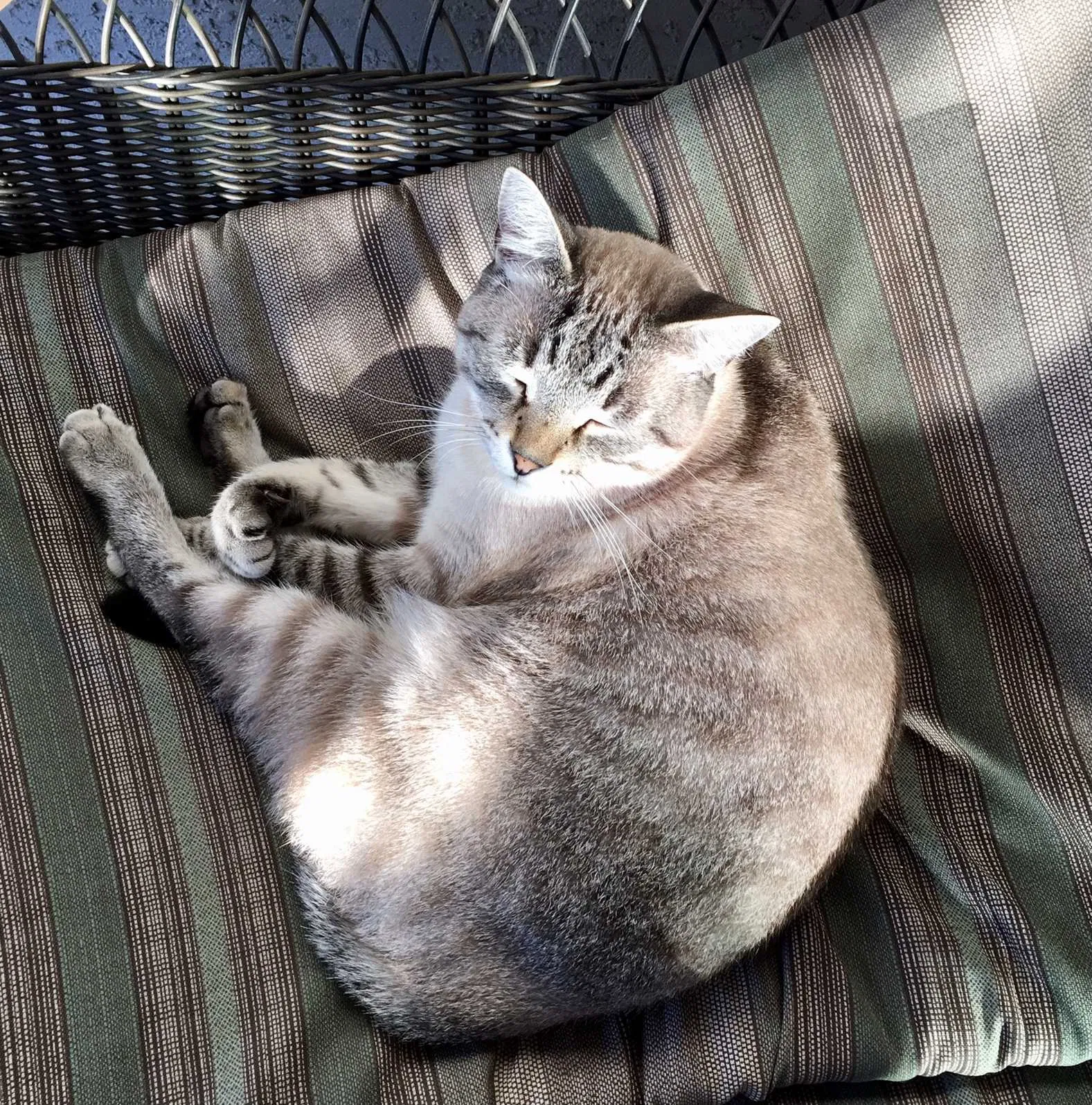 Lost cat in San Marcos, CA, 92069