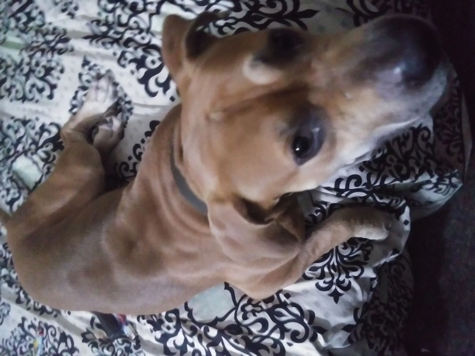 Lost dog in Erie, PA, 16507