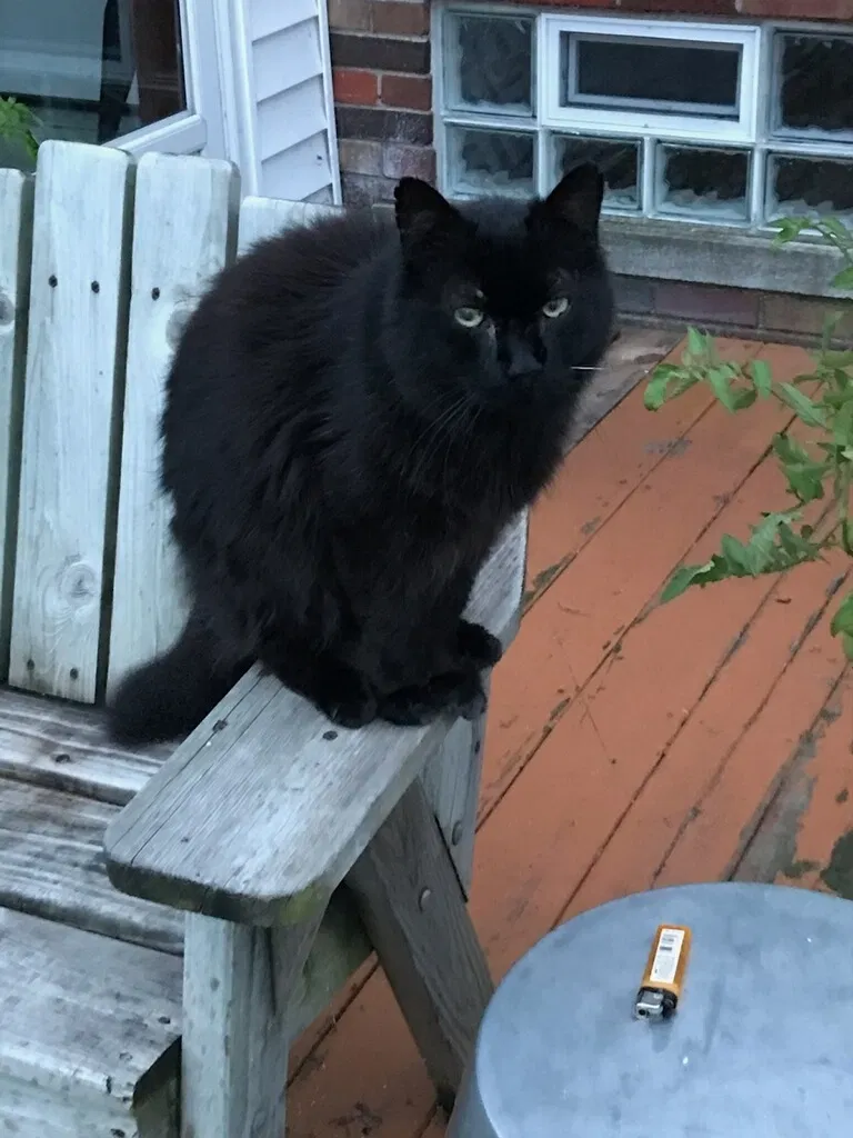 Lost cat in Saint Clair Shores, MI, 48081