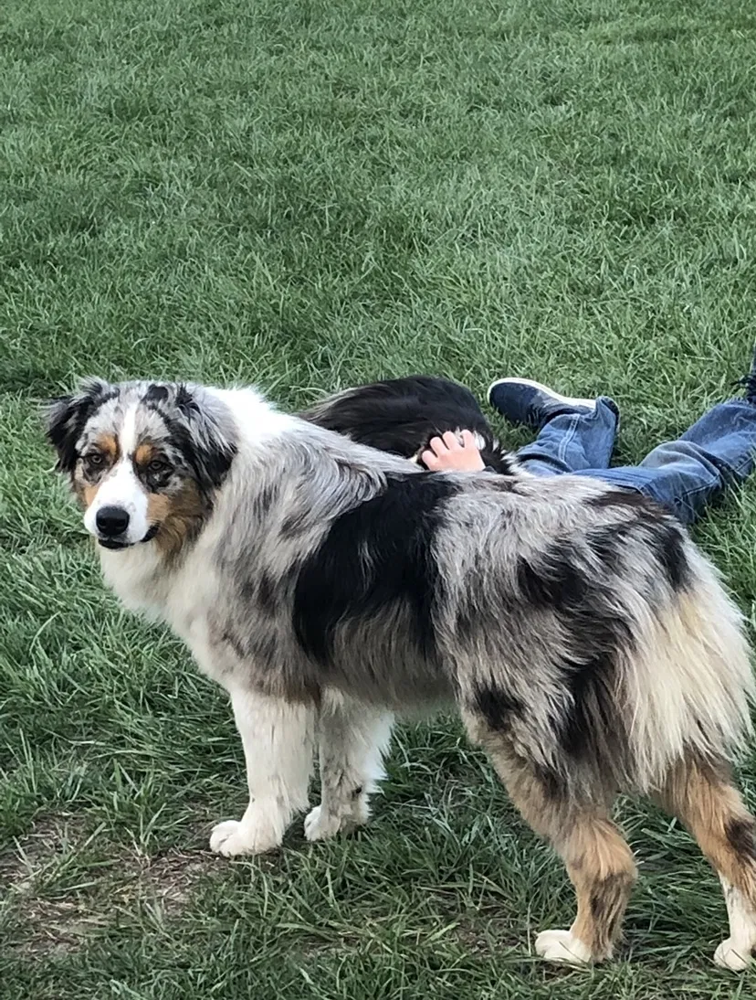 Lost dog in Basehor, KS, 66007