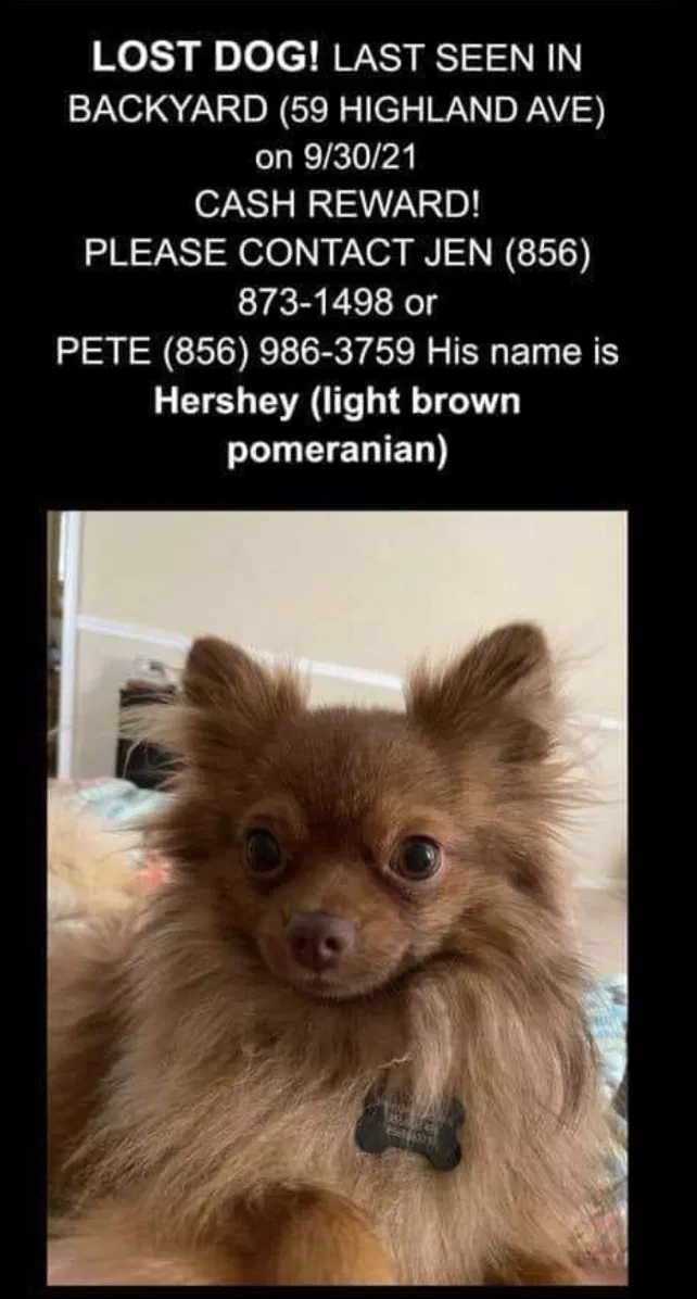 Lost dog in Sicklerville, NJ, 8081