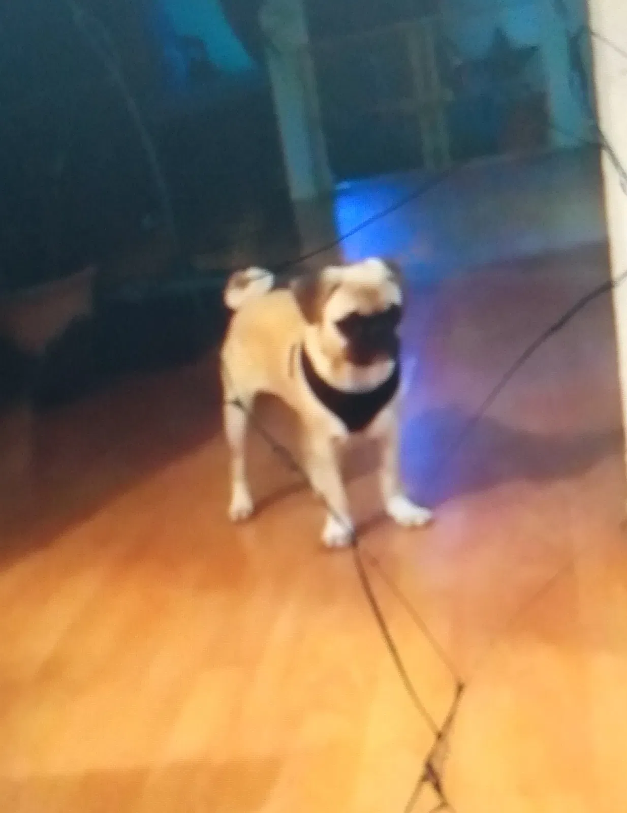 Lost dog in Rio Vista, TX, 76093