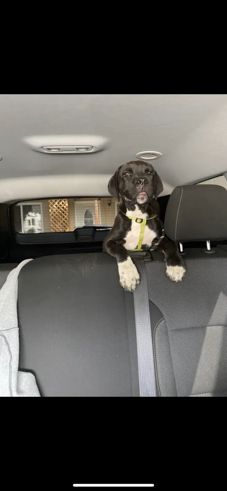 Found dog in Palmdale, CA, 93551