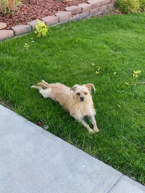 Lost dog in Aurora, CO, 80011