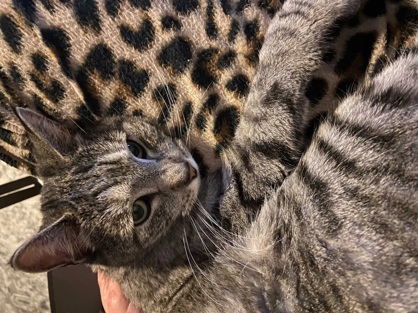 Lost cat in Plymouth, MA, 2360