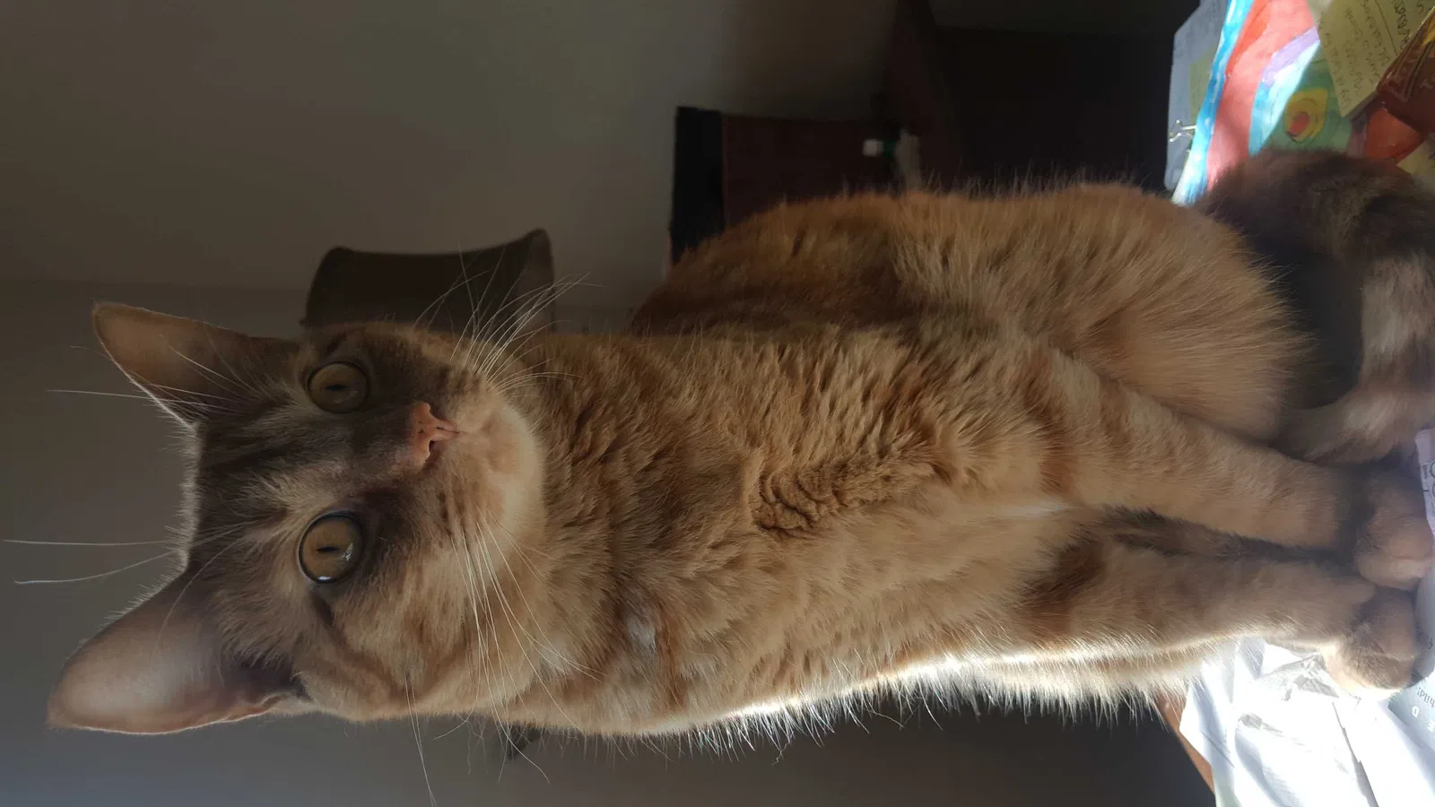 Lost cat in Oklahoma City, OK, 73179