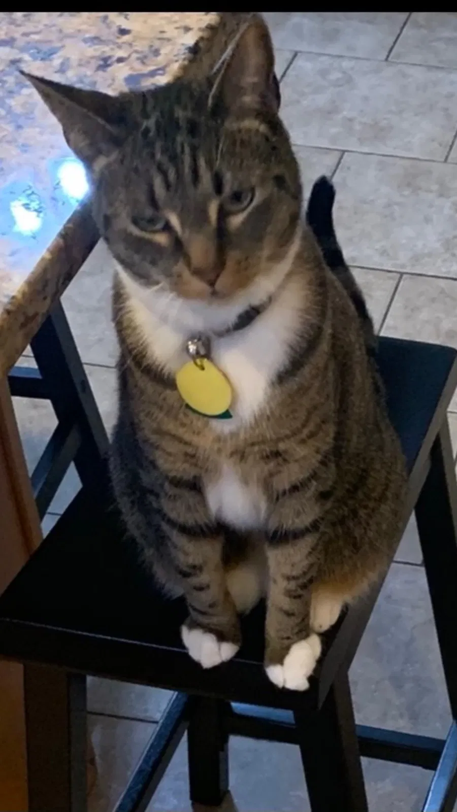 Lost cat in Stamford, CT, 6902