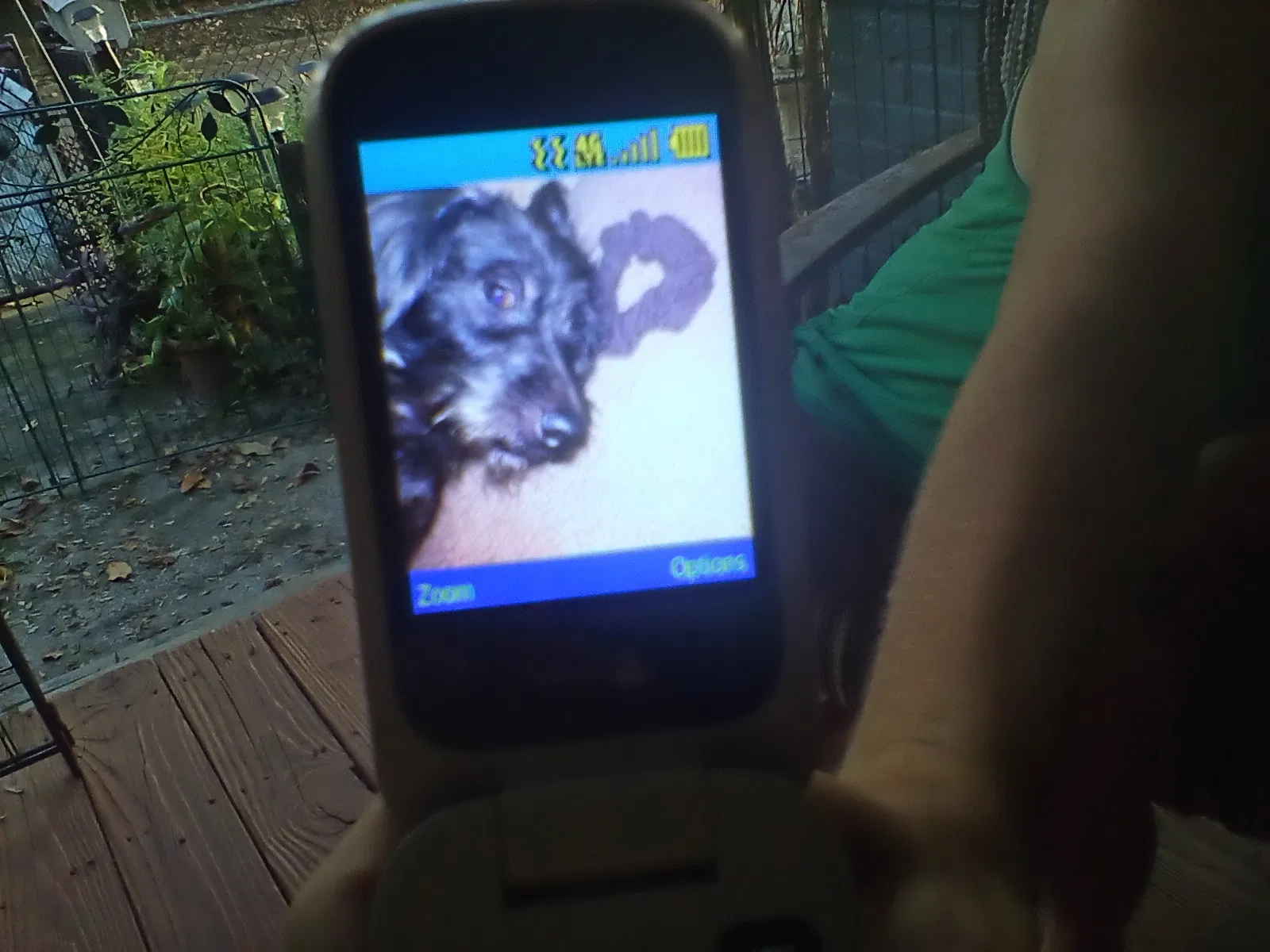 Lost dog in Jacksonville, FL, 32206