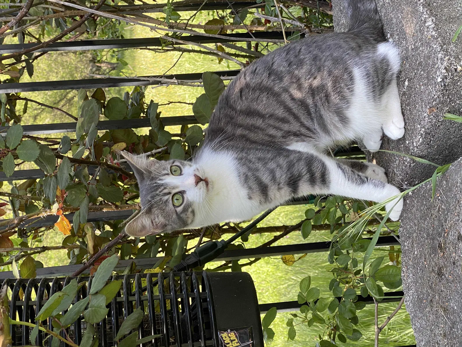 Lost cat in Roseville, CA, 95747