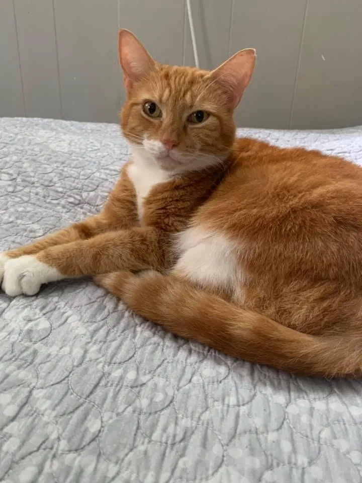 Lost cat in Brooksville, FL, 34601