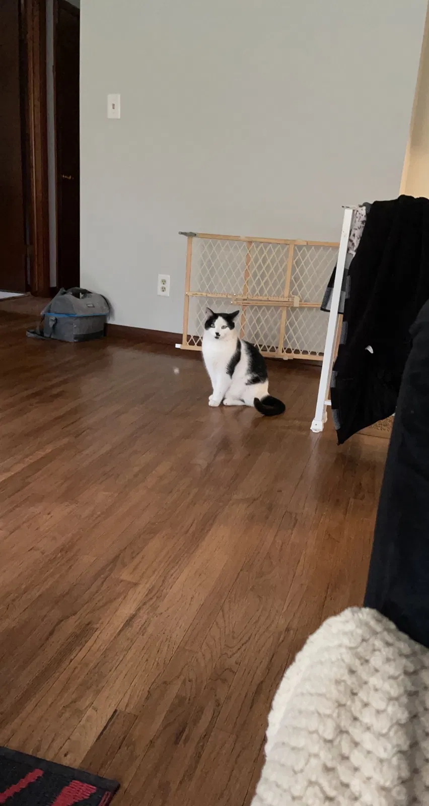 Lost cat in Cottage Grove, MN, 55016