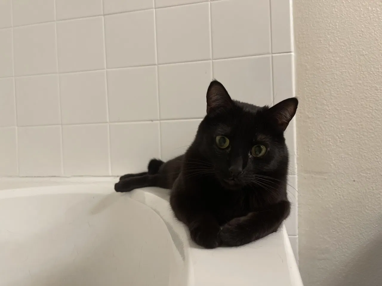 Lost cat in Albuquerque, NM, 87114