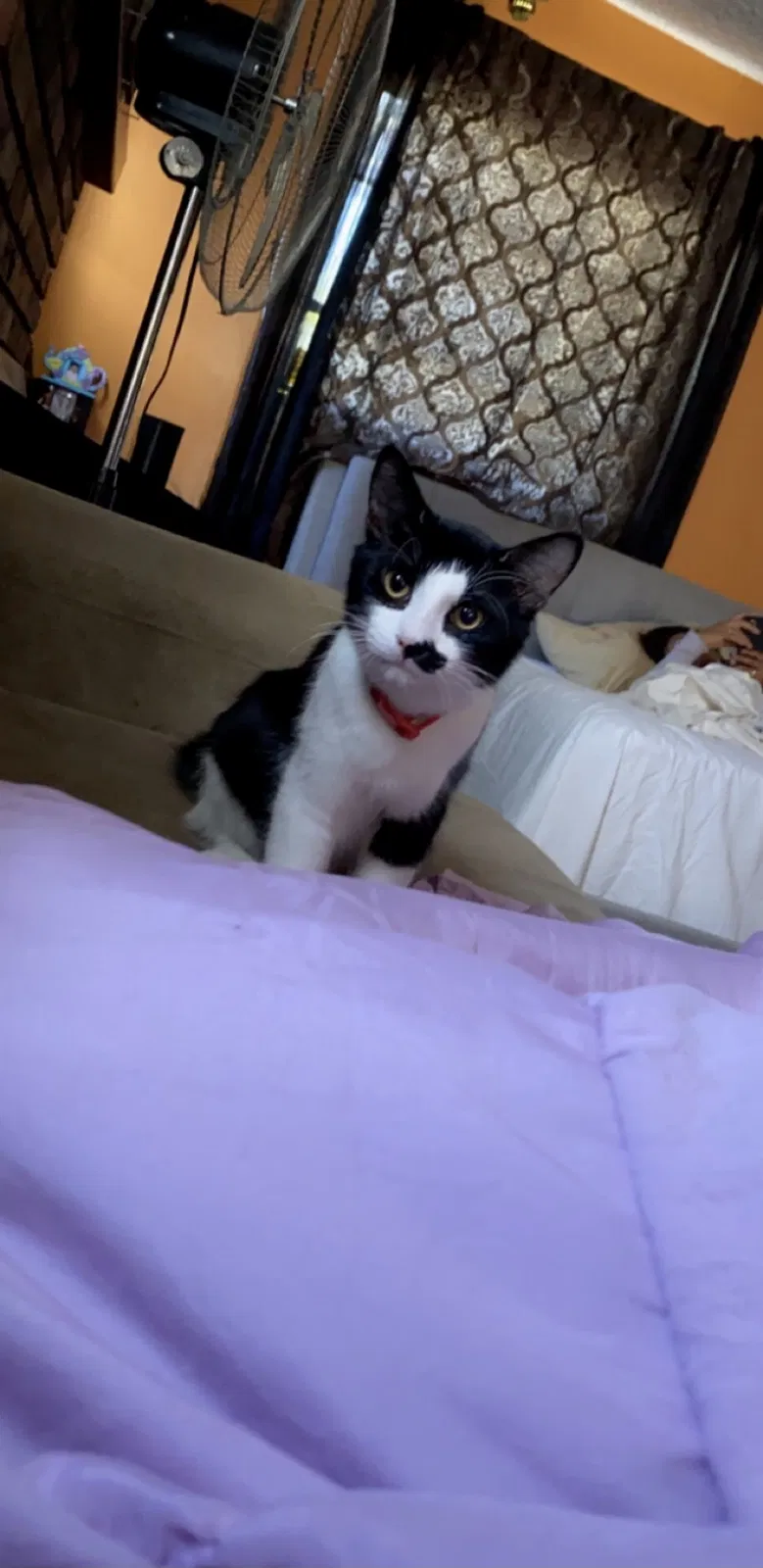 Lost cat in Bell Gardens, CA, 90201