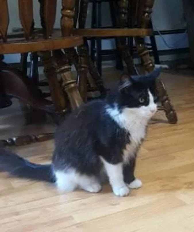 Lost cat in New Florence, PA, 15944