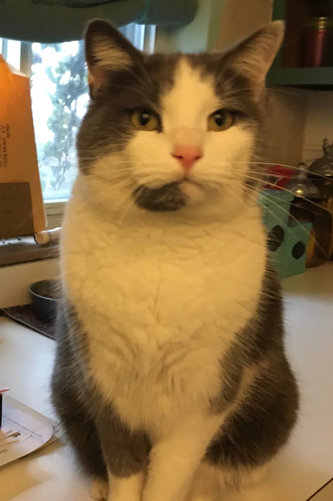 Lost cat in Cincinnati, OH, 45238