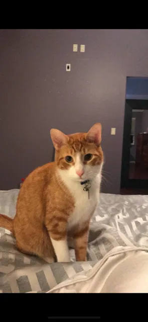 Lost cat in Fort Lauderdale, FL, 33324