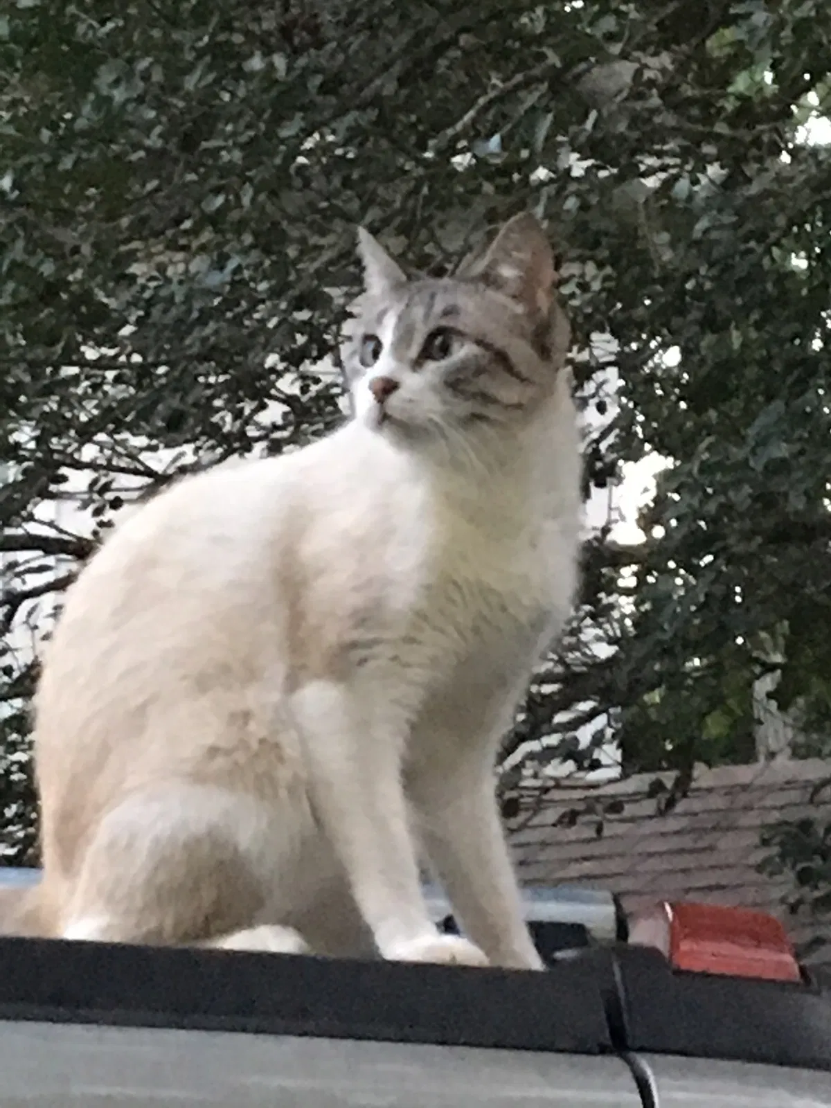 Lost cat in Richmond, TX, 77406