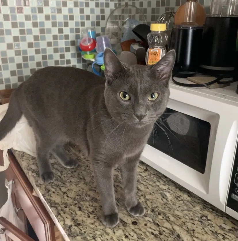 Lost cat in Brentwood, MD, 20722