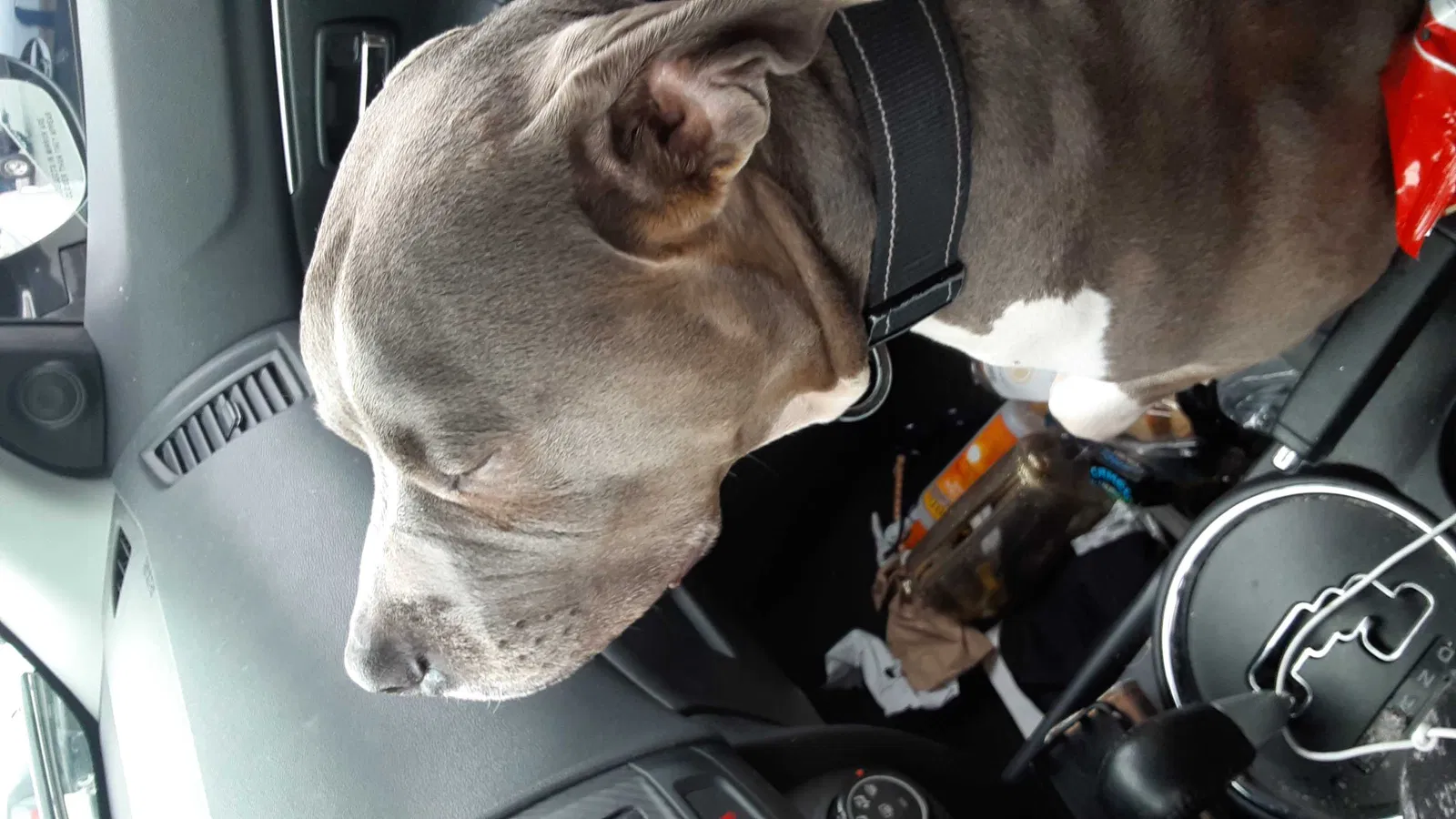 Lost dog in Sacramento, CA, 95822