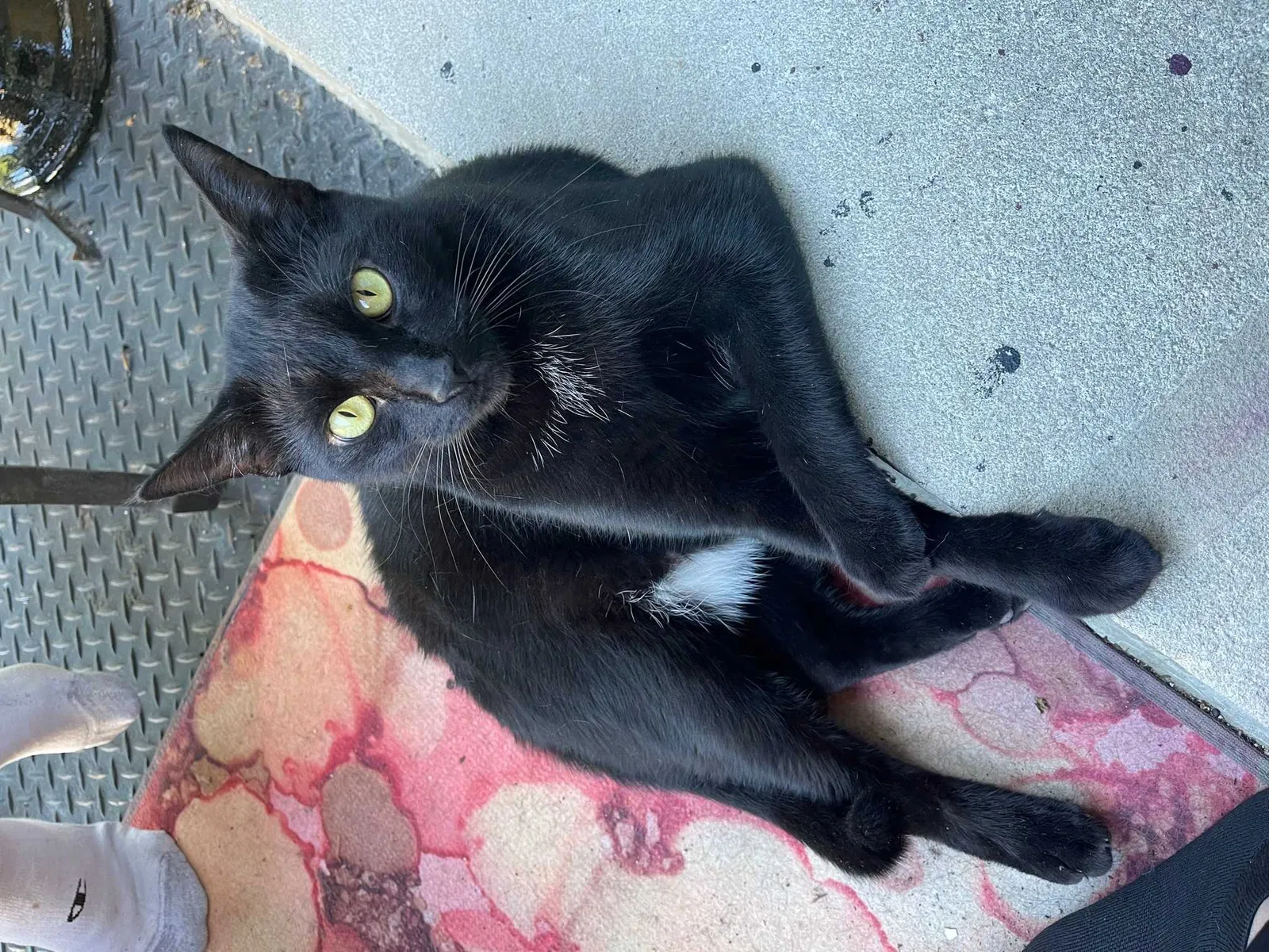 Lost cat in Washington, DC, 20009