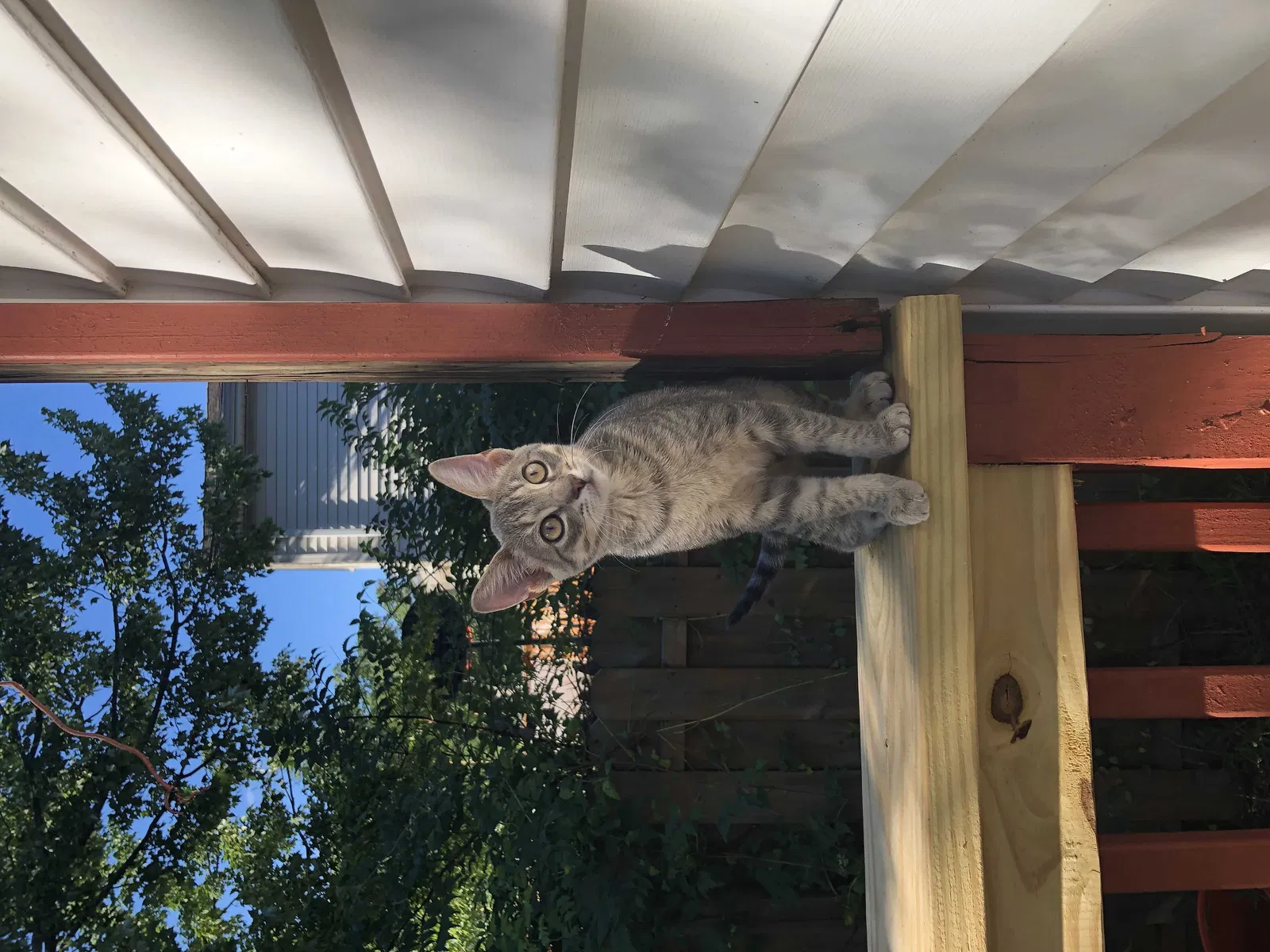 Lost cat in Colonia, NJ, 7067