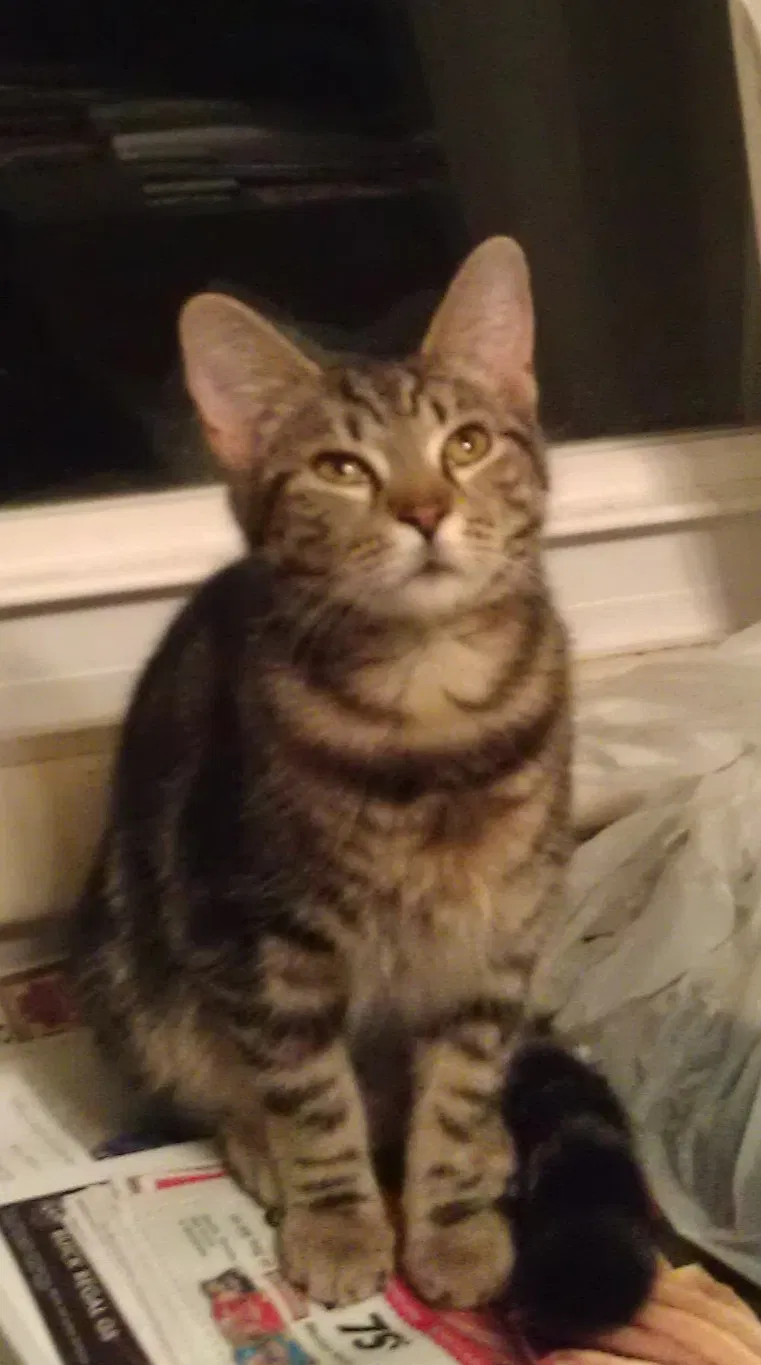 Lost cat in Ephrata, PA, 17522