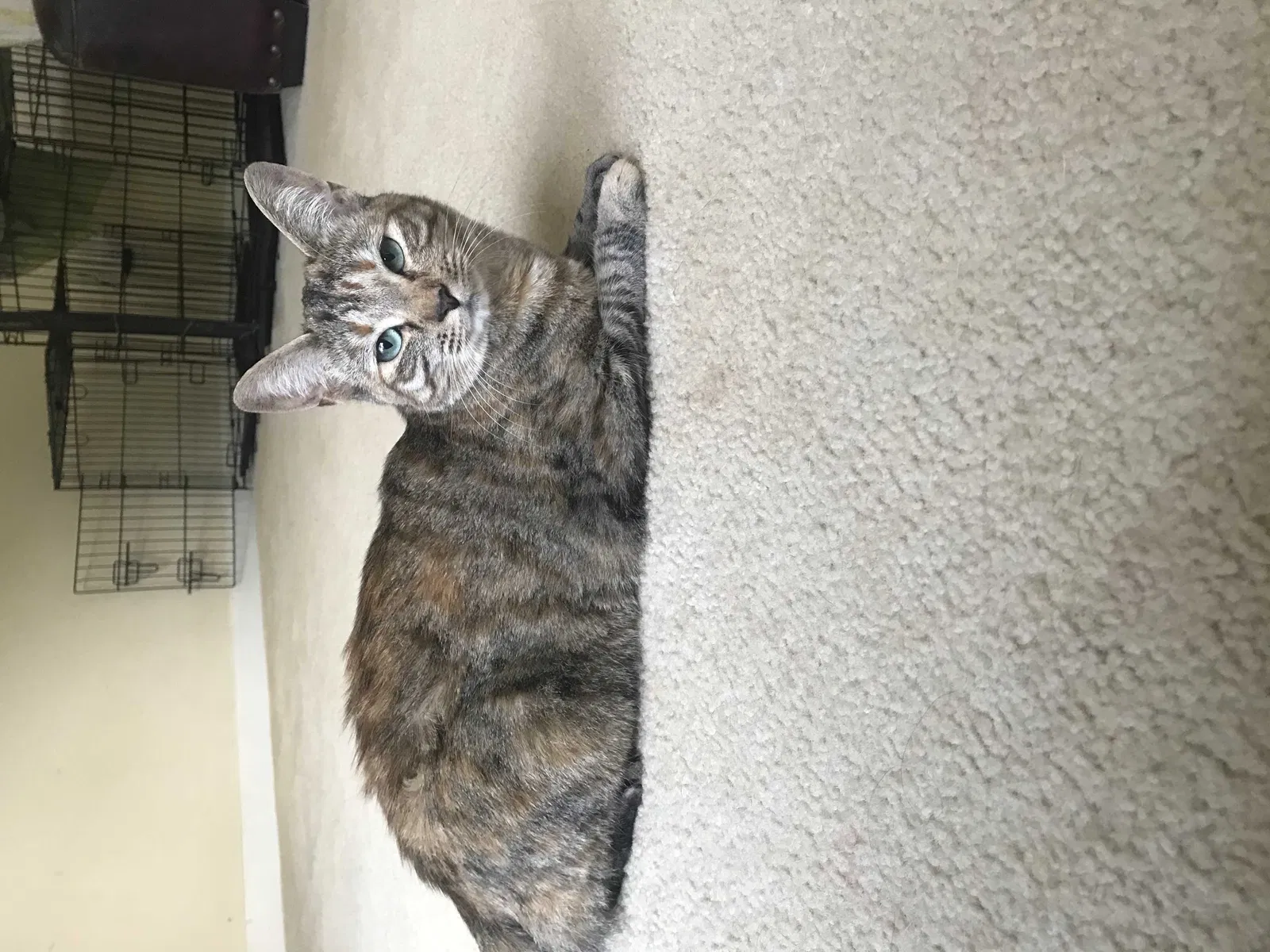 Lost cat in Hillsborough, NC, 27278