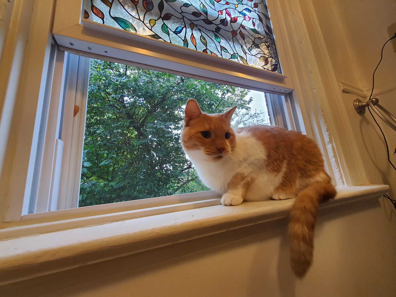 Lost cat in Pittsburgh, PA, 15218