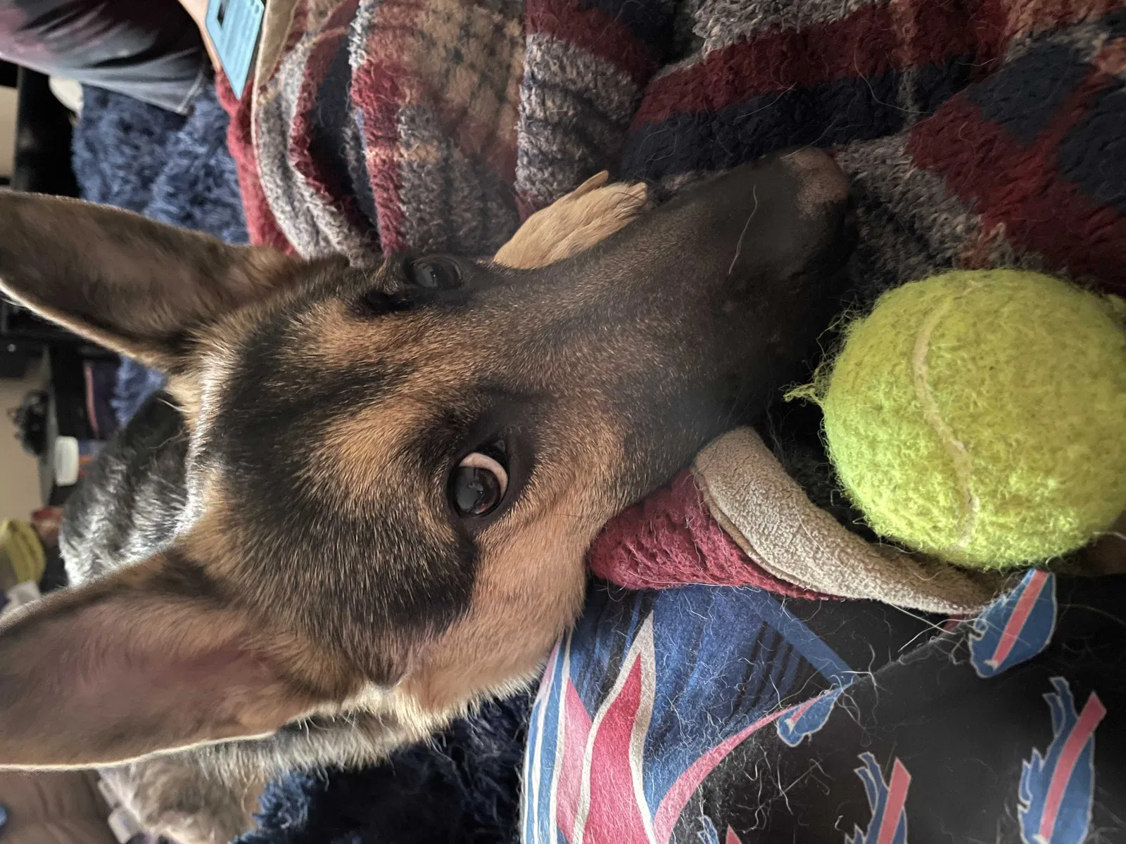 Lost dog in Las Cruces, NM, 88001