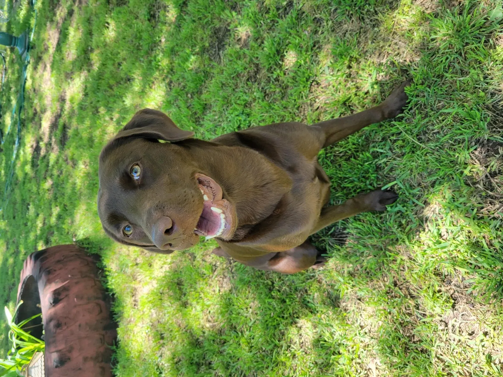 Lost dog in Johnson City, TX, 78636