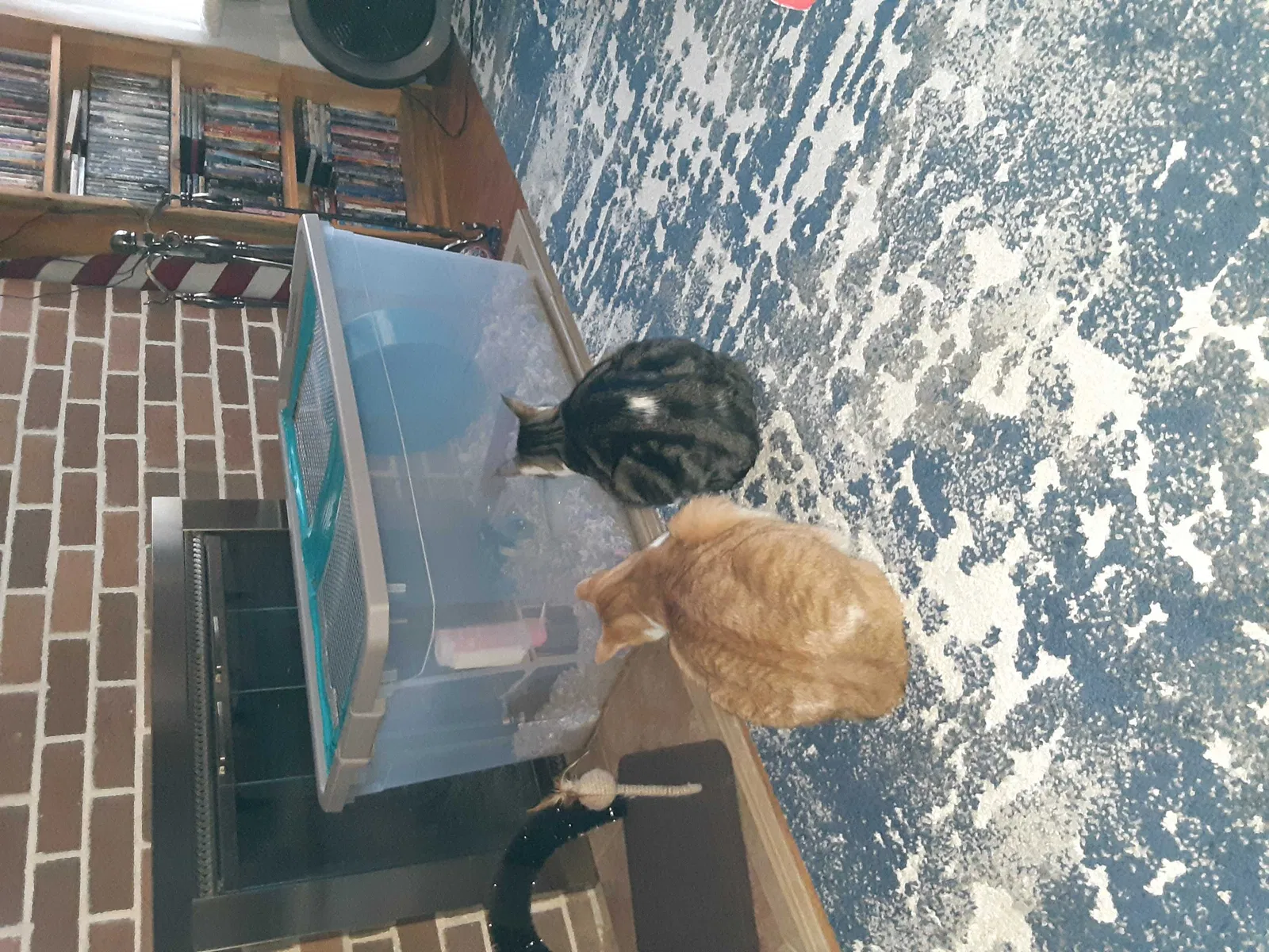 Lost cat in Spokane, WA, 99205