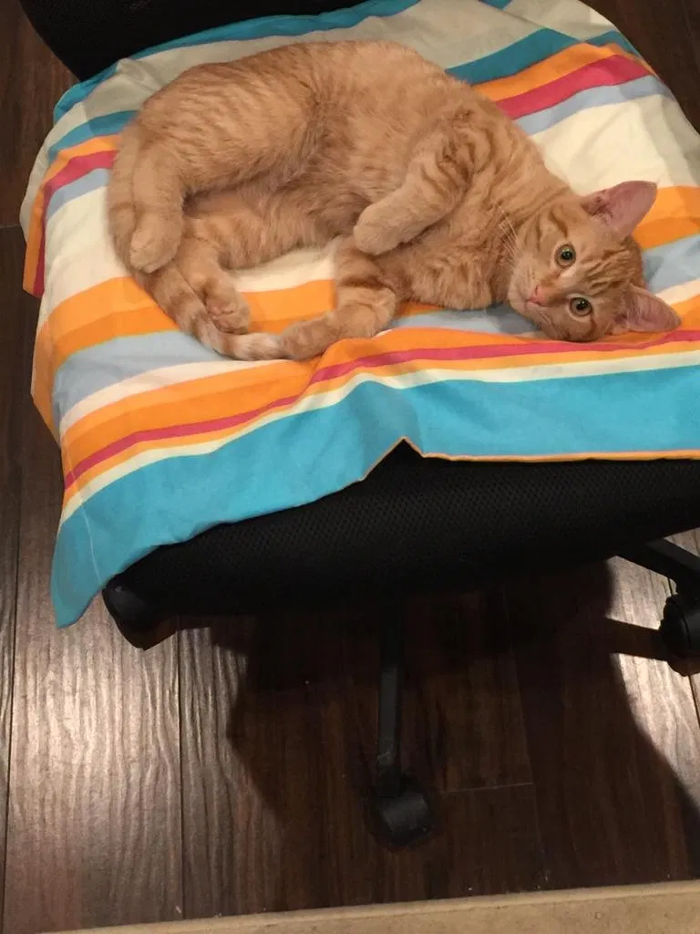 Lost cat in Mc Lean, VA, 22102