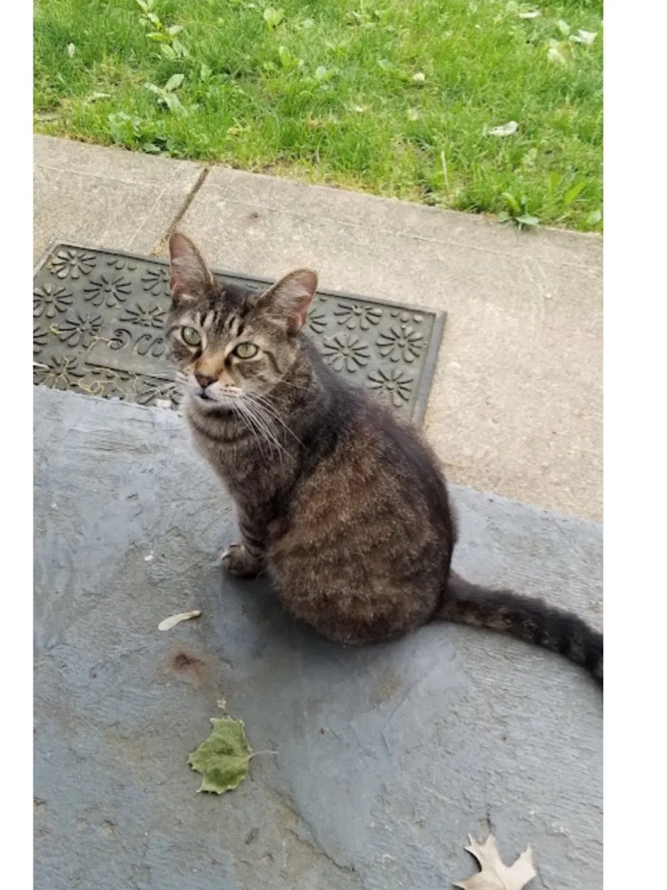 Lost cat in Columbus, OH, 43207