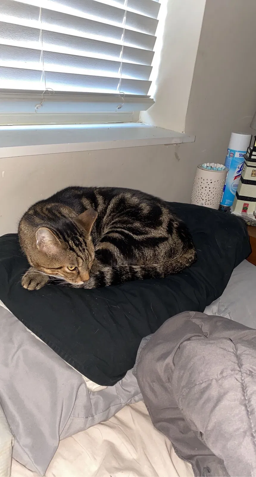Lost cat in Columbus, OH, 43235