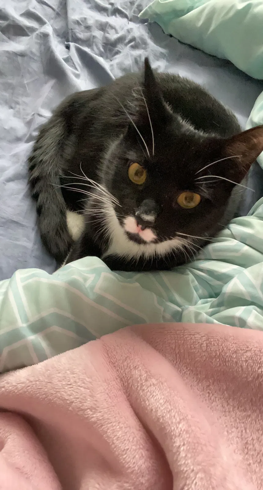 Lost cat in Columbus, OH, 43235