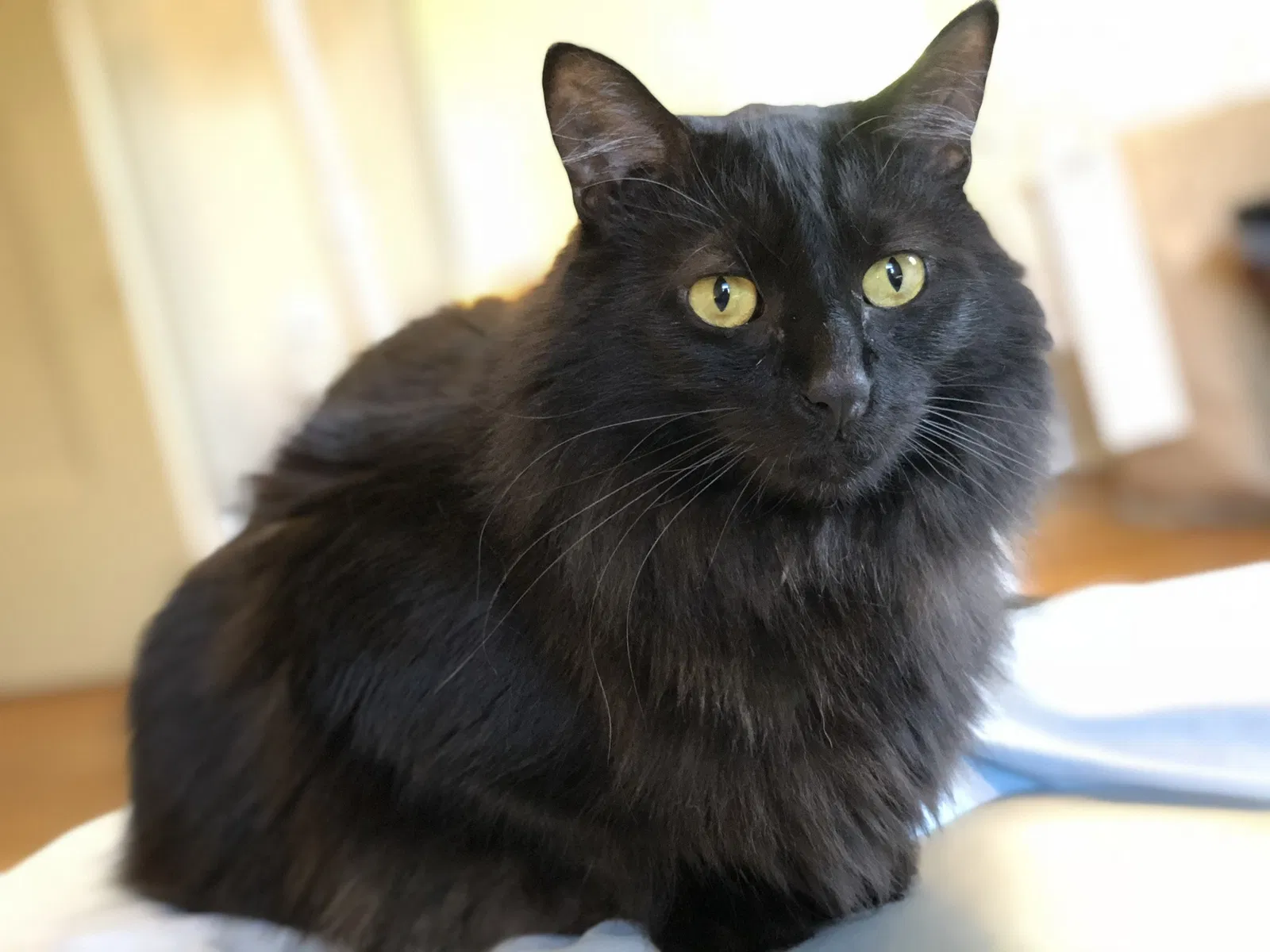 Lost cat in Madison, WI, 53711