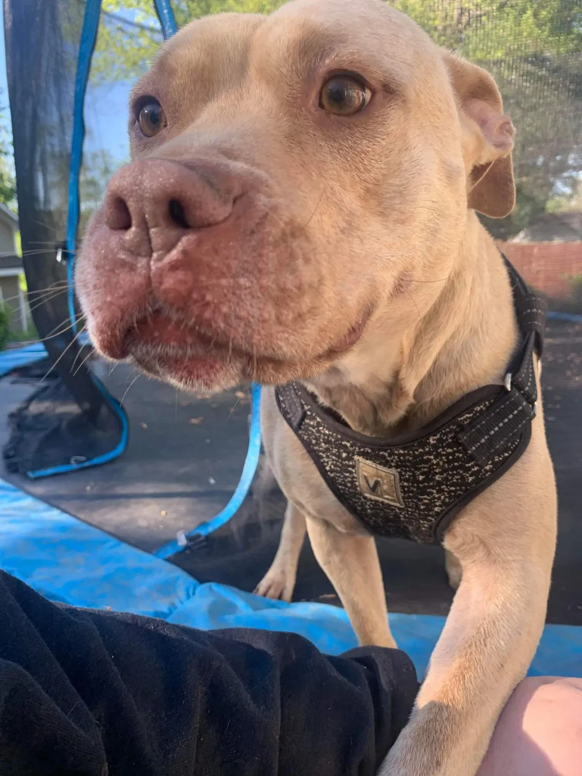 Lost dog in Kansas City, MO, 64118