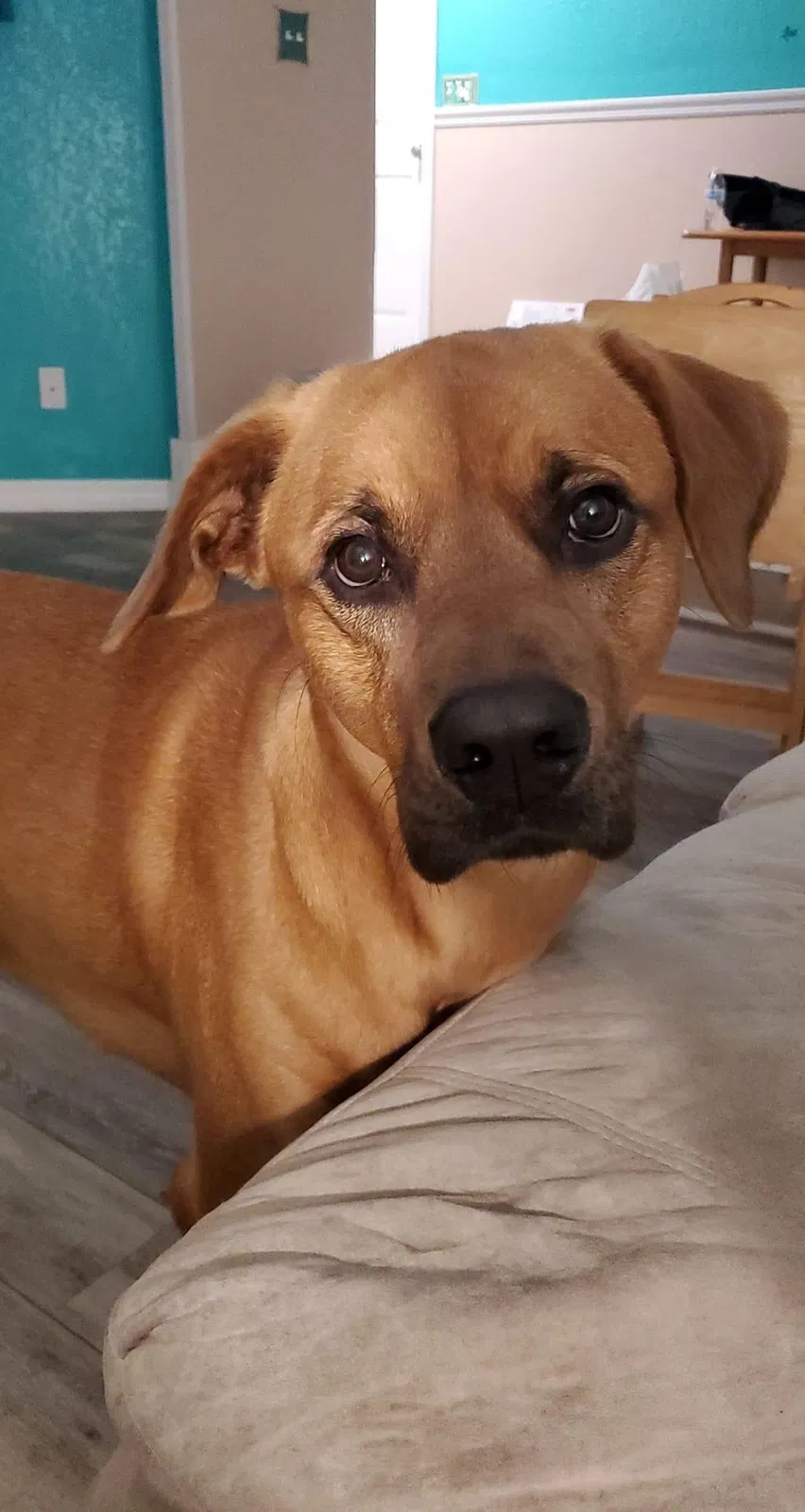Lost dog in Dade City, FL, 33525