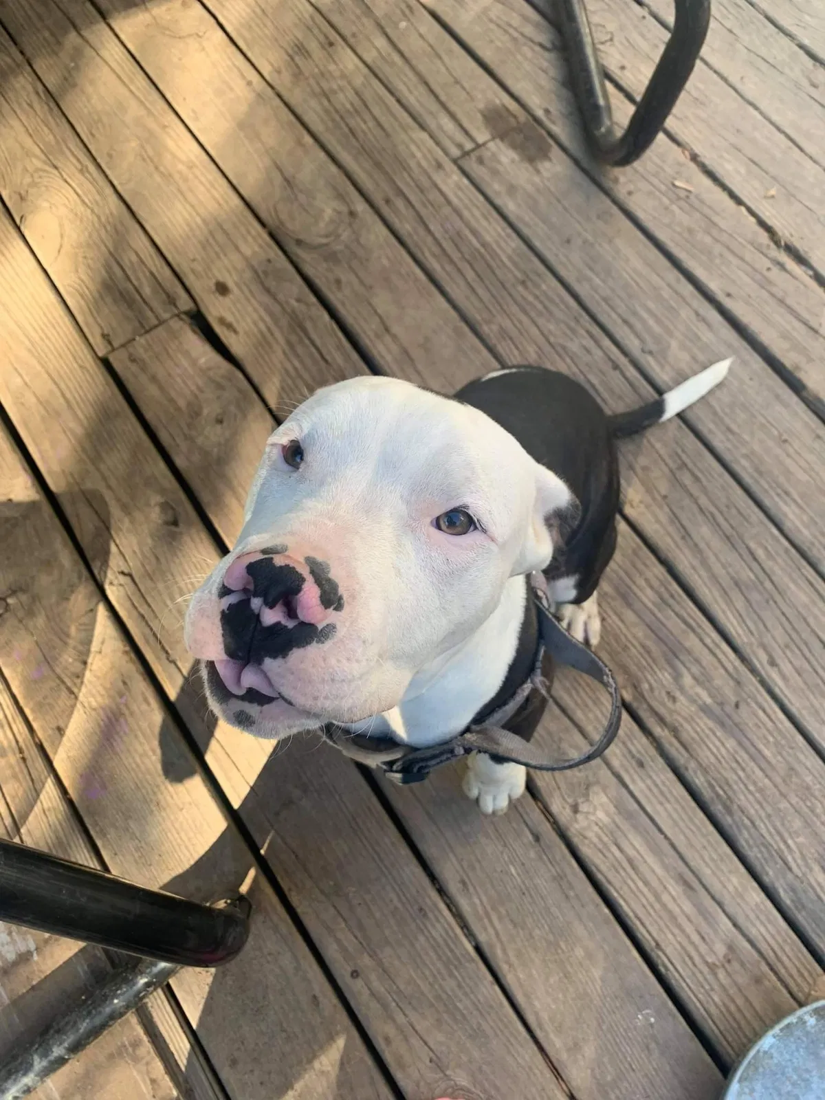 Lost dog in Kansas City, MO, 64118