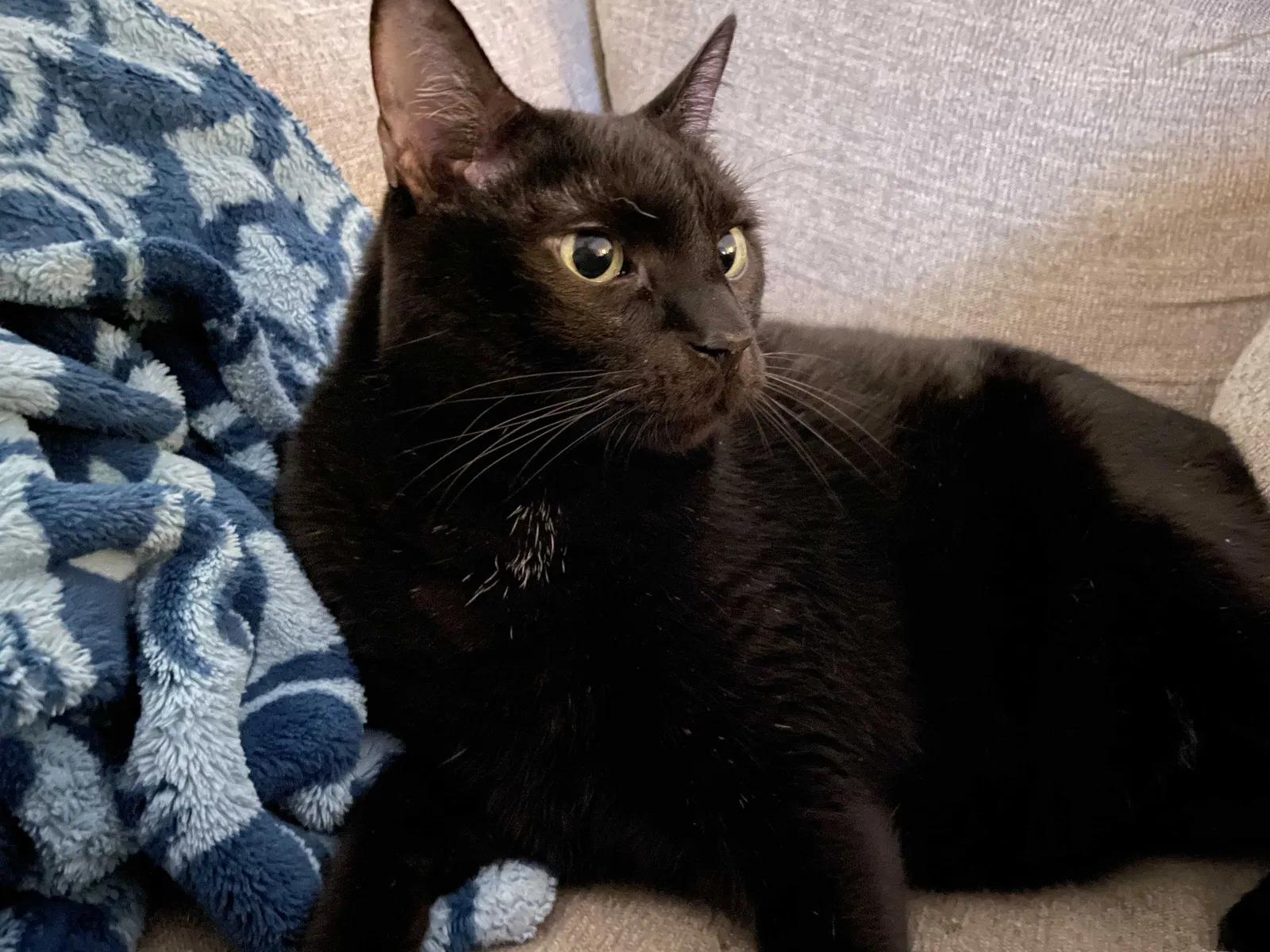 Lost cat in Overland Park, KS, 66210