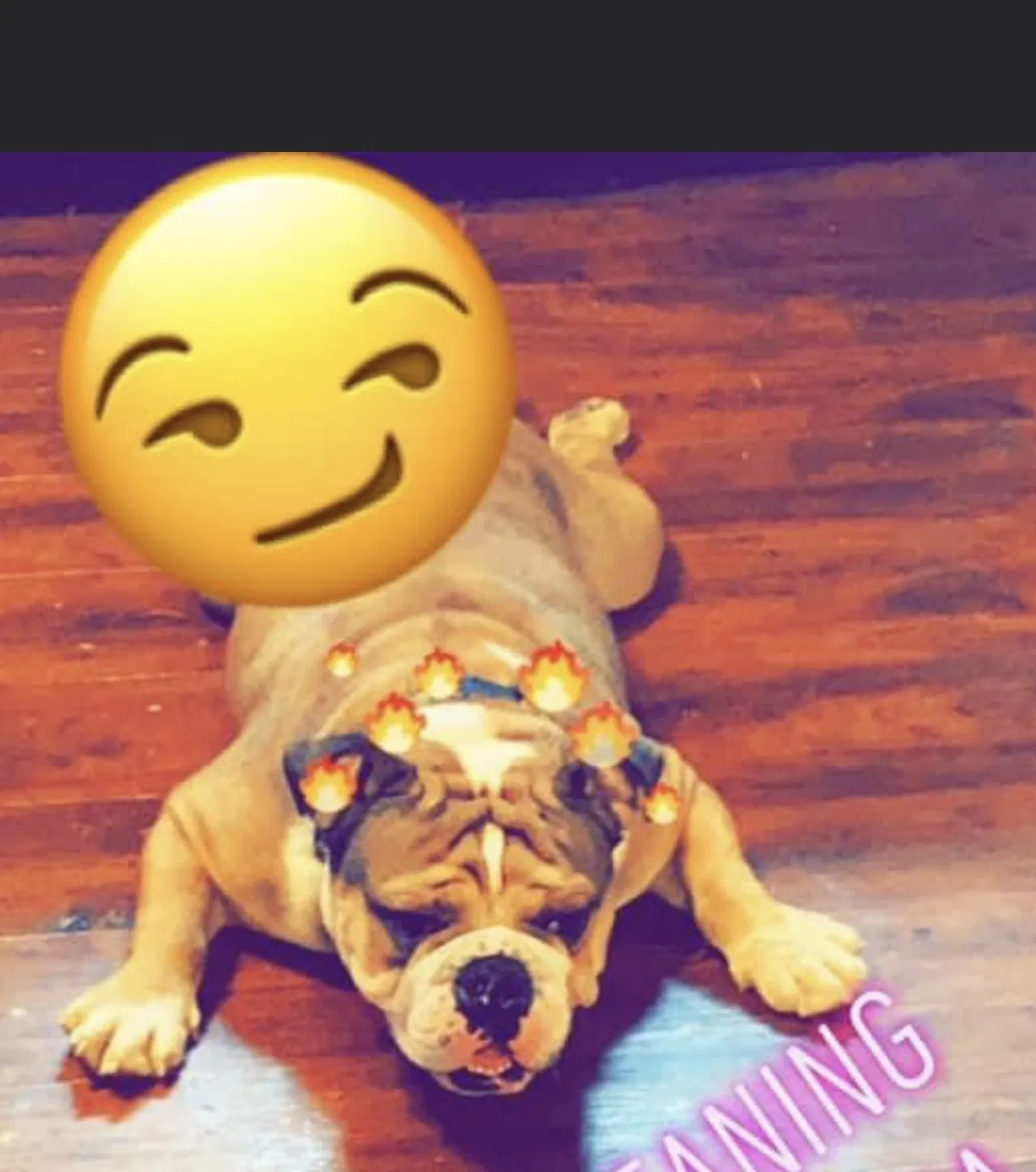 Lost dog in Oklahoma City, OK, 73160