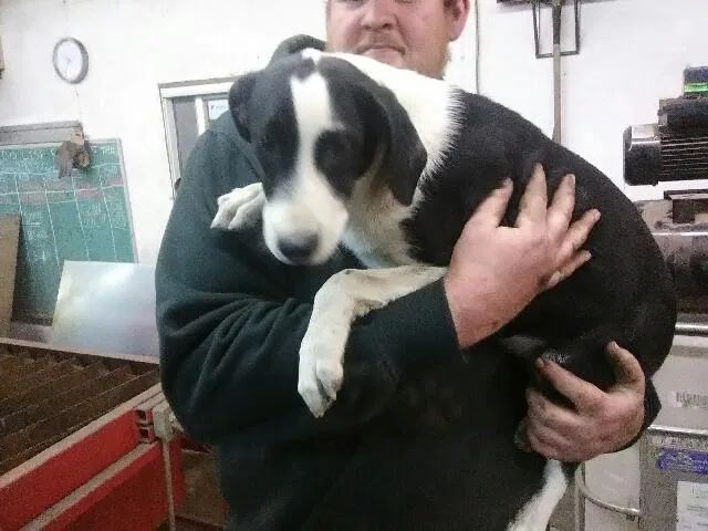 Lost dog in Youngstown, OH, 44514