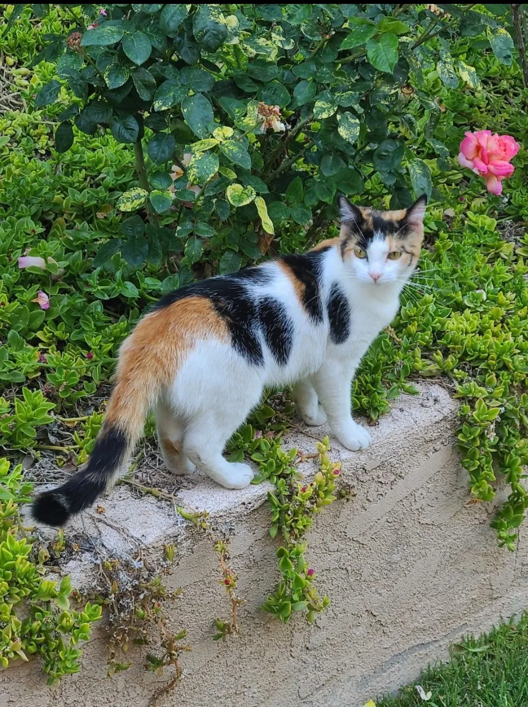 Lost cat in Corona, CA, 92879