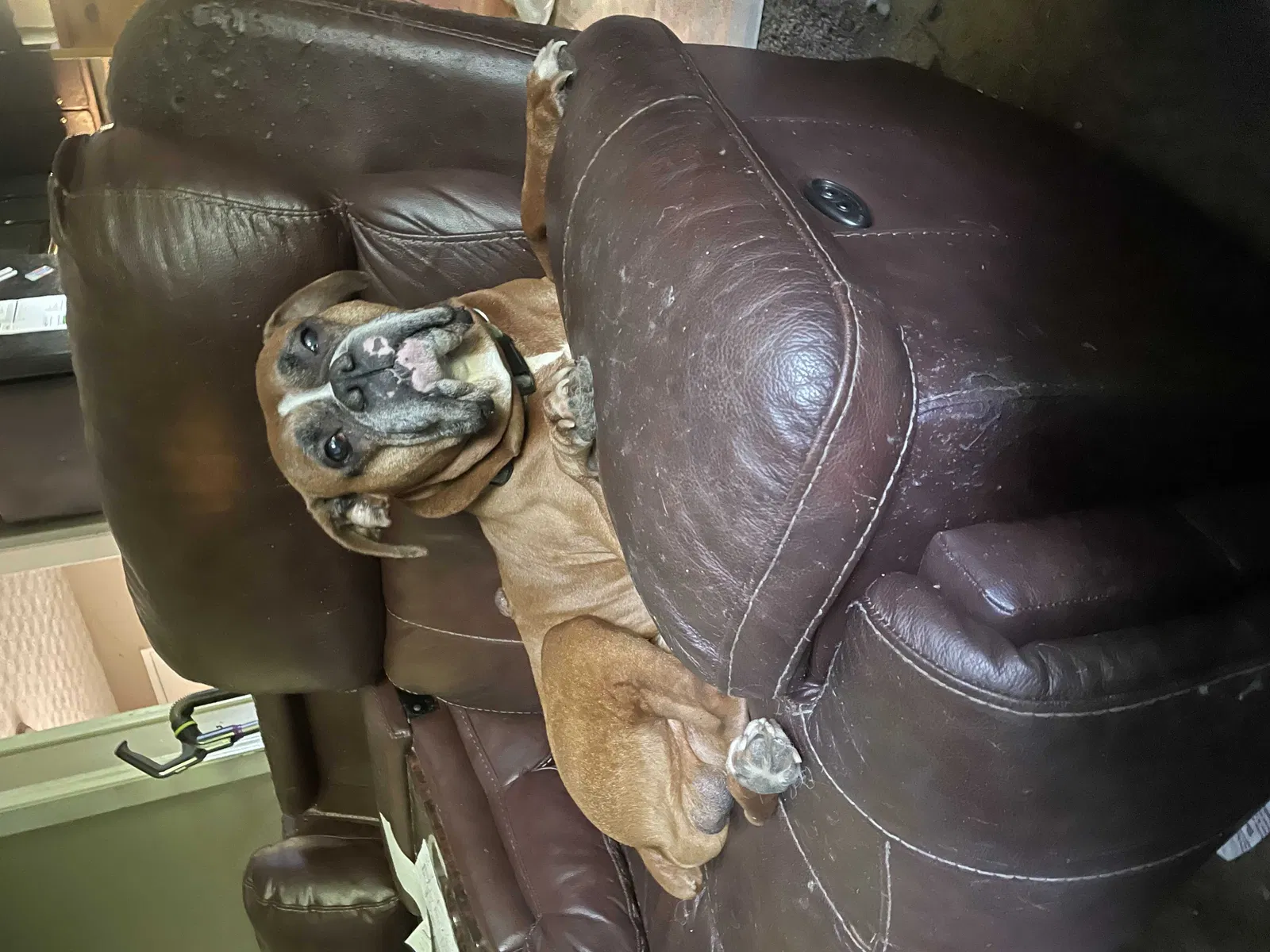 Lost dog in Greenwood, IN, 46143