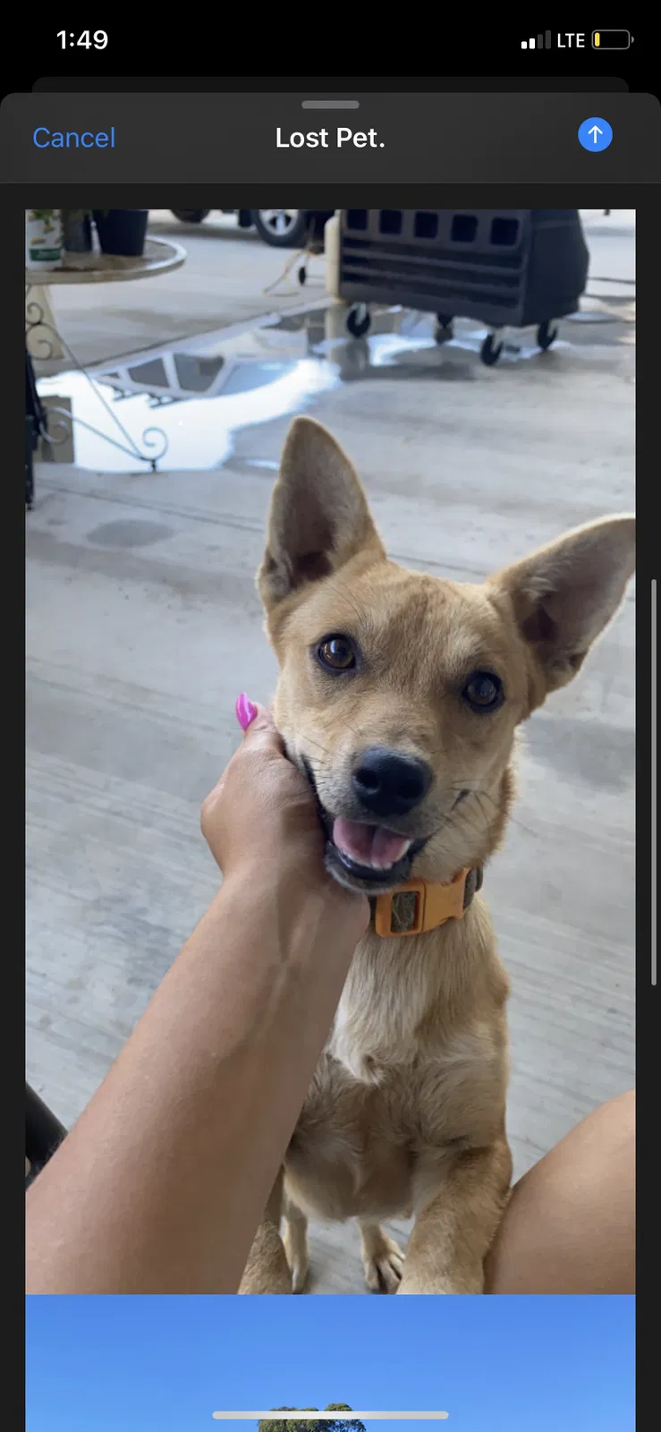 Lost dog in Oakdale, CA, 95361