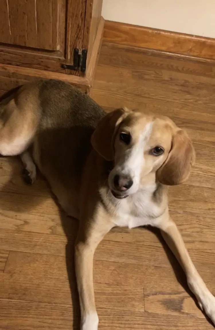 Lost dog in Norfolk, VA, 23502